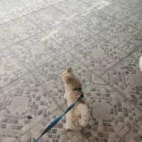 سگ پامر روباهی