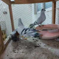 کفتر شامی عروسک|پرنده|مشهد, شهرک مهرگان|دیوار