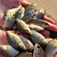 فروش انواع بچه ماه