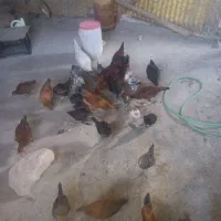 مرغ خروس جوجه ب