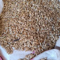 جو بهاره دیمی