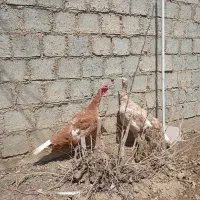 بوقلمون محلی درجه،1