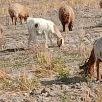 یک عدد میش ابستن