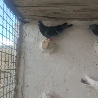 پرشی|پرنده|اسفرورین, |دیوار