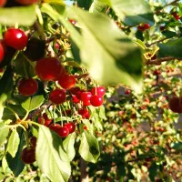 زمین ویلایی با چاه در یانچشمه