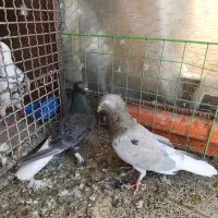 یک جفت کبوتر هفت‌رنگ