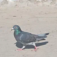 کفتر|پرنده|اهواز, زرگان|دیوار