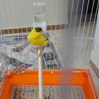 قناری کاملاً سالم