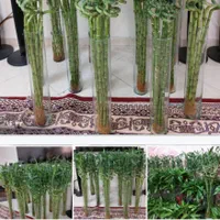 شیشه بامبوقطره بامبوبامبو بدون پیچ و پیچدار|گل و گیاه طبیعی|مشهد, شهید مطهری|دیوار