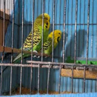 مرغ عشق انگلیسی مولد به شرط|پرنده|گرگان, |دیوار