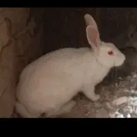 خرگوش سفید چشم قرمز خانگی