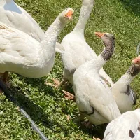 قاز یه دست سفید