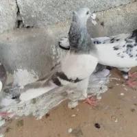 فروش کبوتر و کفتر