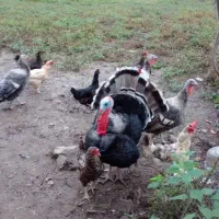 بقلمون ومرغ تخم گذار وخروس|حیوانات مزرعه|سنگر, |دیوار