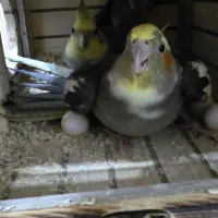 عروس هلندی مولد