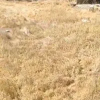 اجاره ۶۰۰متر مصالح ساختمانی و غیره (ابسرد )|اجارهٔ دفتر صنعتی، کشاورزی، تجاری|دماوند, دماوند|دیوار