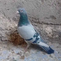 کفتر مینا سبزاردن