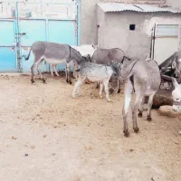 الاغ