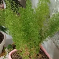 گل‌های آپارتمانی|گل و گیاه طبیعی|بناب, |دیوار