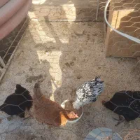 مرغ گلین|حیوانات مزرعه|گلبهار, شهر جدید گلبهار|دیوار