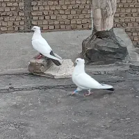 کفتر چتن. دم سیاه قزوینی