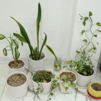 گل و گلدان باهم فروش تکی نداریم