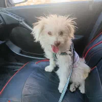 واگزاری توله شیتزوتریل۵ ماهه|سگ|قم, آذر (نکویی)|دیوار