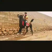 مادیان درجه یک|اسب و تجهیزات اسبسواری|داراب, |دیوار