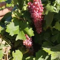 اجاره انگور و باغ