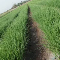 پیاز غده ای|عمدهفروشی|جیرفت, |دیوار