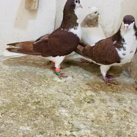 کفتر یا کبوتر طاووسی پلاکی عتیغه ساده سرخ|پرنده|مشهد, نیزه|دیوار