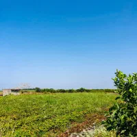 فروش ۱۰۰۰متر زمین کشاورزی حاصلخیز در بهنمیر|فروش زمین و ملک کلنگی|بهنمیر, |دیوار