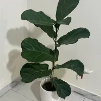گل طبیعی لیراتا