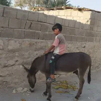 الاغ نر سالم ارام
