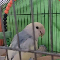 کوتوله برزیلی|پرنده|قوچان, |دیوار