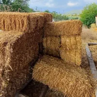 کاه ، کلش ، سراچین ، خوراک دام