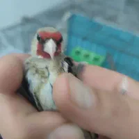 سهره نر سه گل تازه بخون افتاده با قفس و لوازم|پرنده|مشهد, توس (بلوار توس)|دیوار