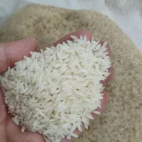 برنج صدری دورود