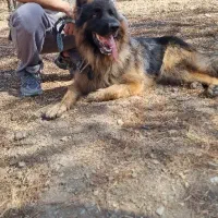 سگ ژرمن شپهرد نر