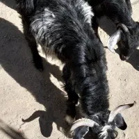 گوسفند فروشی|حیوانات مزرعه|ایرندگان, |دیوار