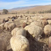 فروش دام (  گوسفند  ) جوان