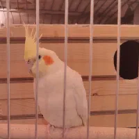 پرنده عروس هلندی