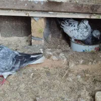 دو عدد کبوتر