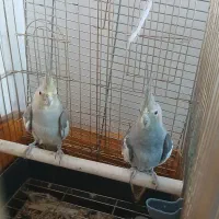 عروس هلندی ماده