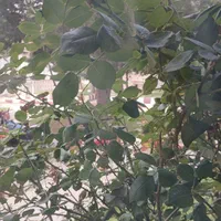 عکس گل و طبیعت|تابلو، نقاشی، عکس|تهران, آرارات|دیوار