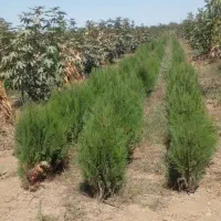 فروش انواع نهال زیتون،انجیر،ازگیل،خرمالو ،گردو|خدمات باغبانی و درختکاری|دلند, |دیوار