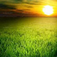 فروش ۵ هکتار