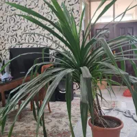 گل پاندانوس|گل و گیاه طبیعی|شهریار, کرد امیر|دیوار