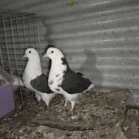 کبوتر پرشی|پرنده|تهران, جوادیه|دیوار