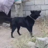 ماده فاکسی سه ساله